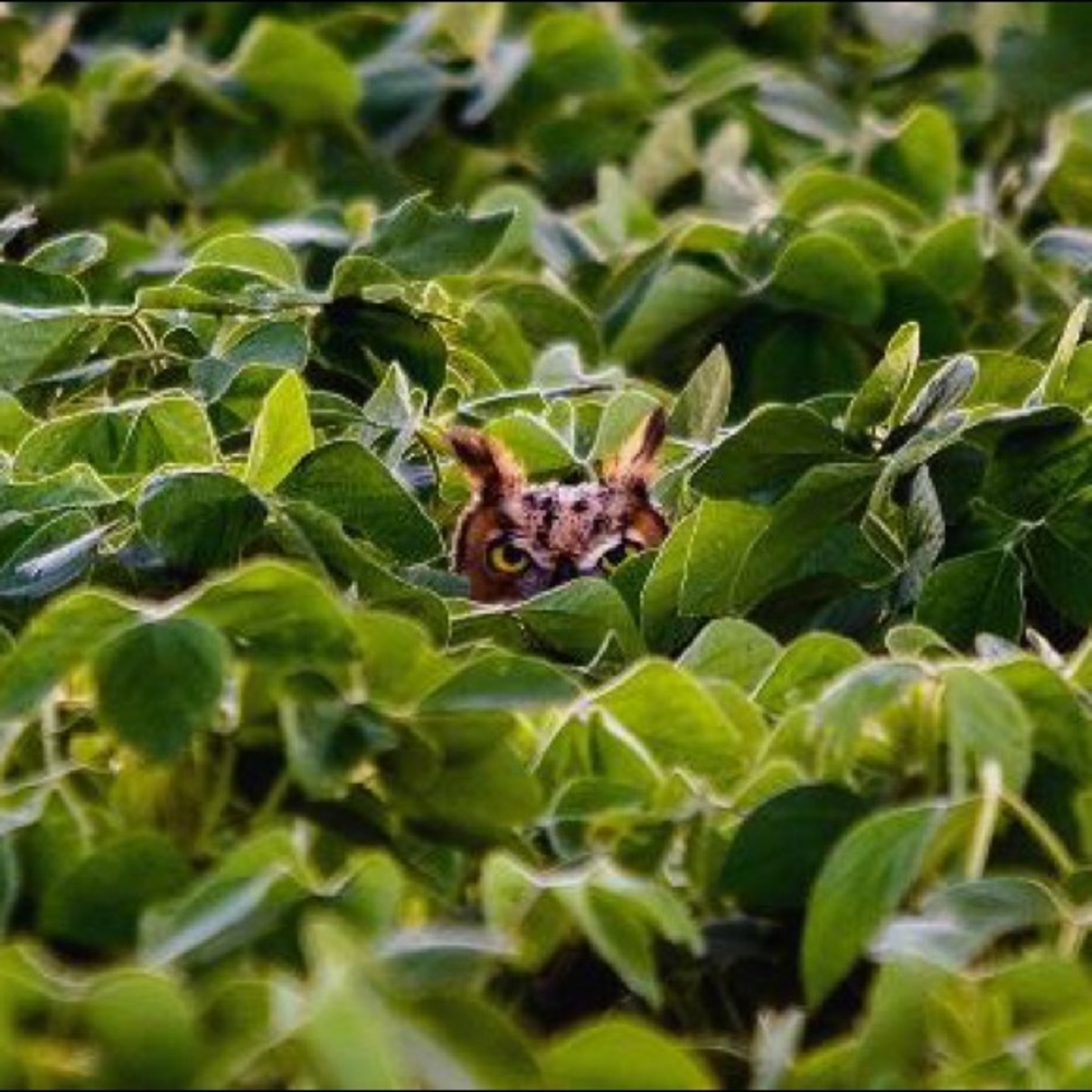 Meet your Posher, Bo